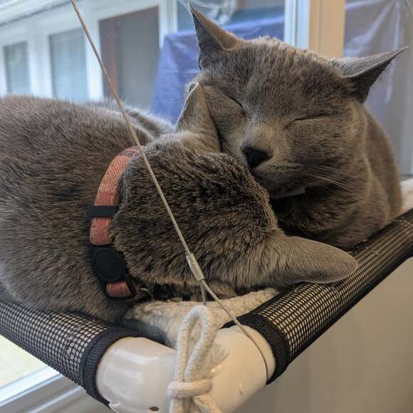 tealuuinicorn
